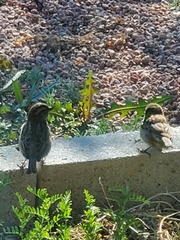 Passer domesticus