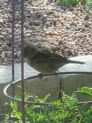 Passer domesticus