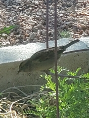 Passer domesticus