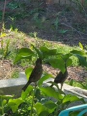 Passer domesticus