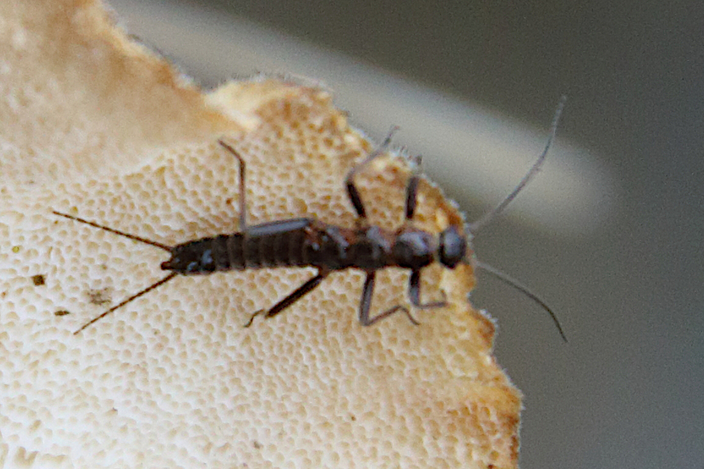Shortwing Snowfly