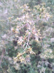 Austrobrickellia patens