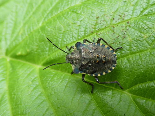 Raudonkojė skydblakė nuotrauka