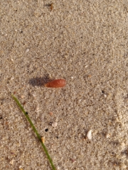 Botryocladia pseudodichotoma