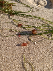 Botryocladia pseudodichotoma