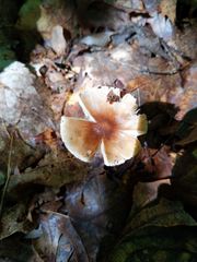 Amanita solaniolens