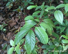 Strophanthus caudatus