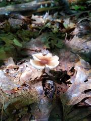 Amanita solaniolens