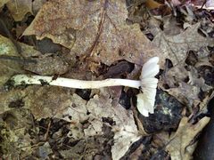 Amanita solaniolens