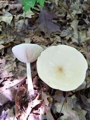 Melanoleuca alboflavida