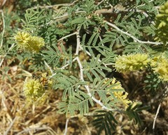 Prosopis farcta