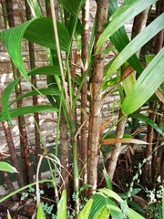 Areca triandra