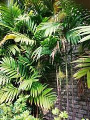 Areca triandra