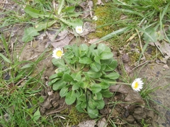 Bellis perennis