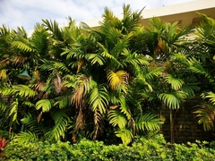 Areca triandra