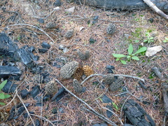 Morchella tomentosa