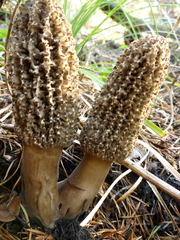Morchella tomentosa