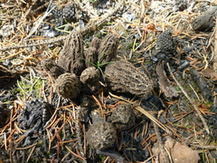 Morchella tomentosa