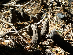 Morchella tomentosa