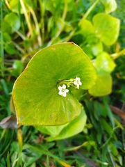 Claytonia perfoliata