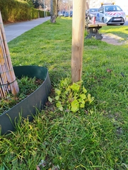 Claytonia perfoliata