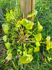Claytonia perfoliata