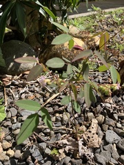 Oxalis barrelieri
