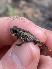 Incilius melanochlorus