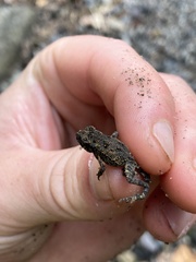 Incilius melanochlorus