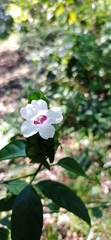 Ruellia latibracteata