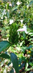 Ruellia latibracteata