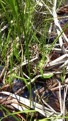 Liparis loeselii