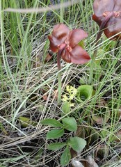 Liparis loeselii