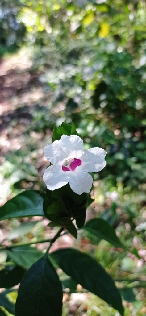 Ruellia latibracteata