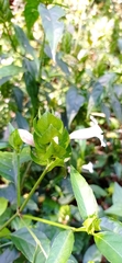 Ruellia latibracteata