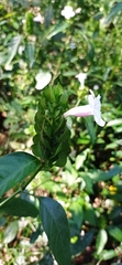Ruellia latibracteata