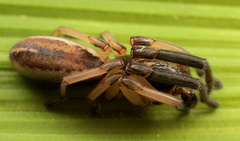 Cicynethus acer