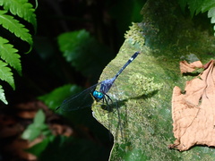 Micrathyria venezuelae