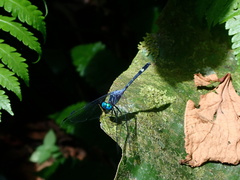 Micrathyria venezuelae