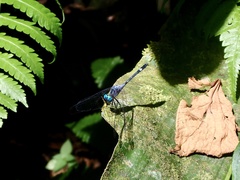 Micrathyria venezuelae