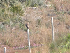 Buteo buteo