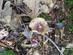 Amanita solaniolens
