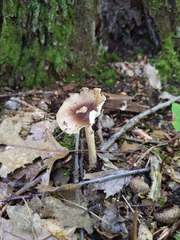 Amanita solaniolens