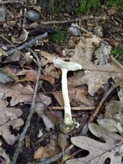 Amanita solaniolens