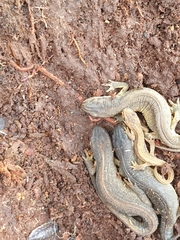 Lissotriton vulgaris