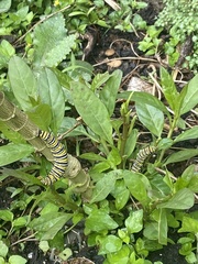 Danaus plexippus