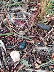 Thorectes punctulatus