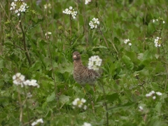 Calidris pugnax