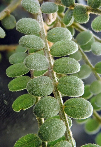 Image of Sophora godleyi by no rights reserved