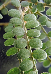 Sophora godleyi